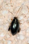 Psylliodes chrysocephala