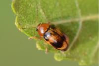 Cryptocephalus pusillus