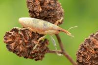 Lixus pulverulentus