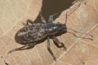 Brachyderes incanus