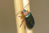 Sermylassa halensis
