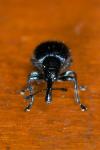Involvulus caeruleus