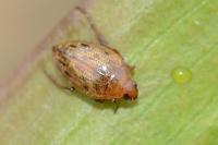 Haliplus fulvus