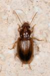 Bradycellus verbasci