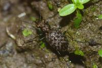 Elaphrus cupreus