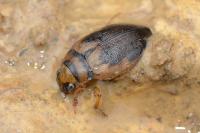 Hygrobia hermanni