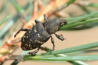 Hylobius abietis