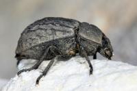 Asida sabulosa