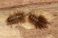 Ctesias serra
