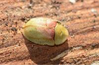 Cassida rufovirens