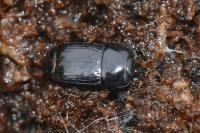 Platysoma compressum