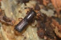 Platypus cylindrus