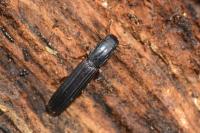 Colydium elongatum