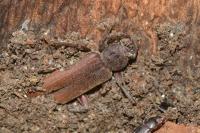 Arhopalus rusticus