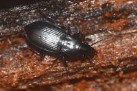 Pterostichus oblongopunctatus