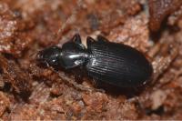 Platynus livens