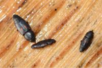 Carpophilus sexpustulatus