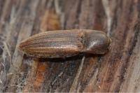 Agriotes lineatus