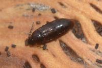 Phyllodrepoidea crenata