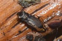 Notiophilus quadripunctatus
