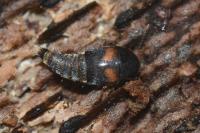 Sepedophilus bipustulatus