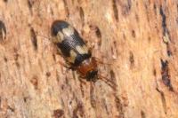 Mycetophagus fulvicollis