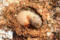 Cetonia aurata