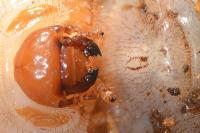 Cetonia aurata