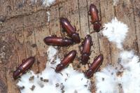 Corticeus unicolor