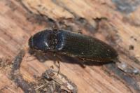 Melanotus villosus