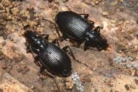 Platynus assimilis