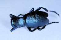 Meloe violaceus