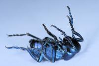 Meloe violaceus