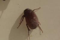 Serica brunnea