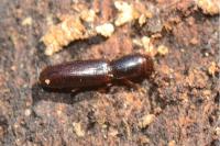 Teredus cylindricus