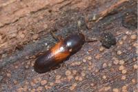 Corticeus fasciatus