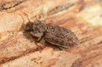 Endophloeus markovichianus