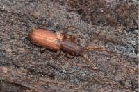 Silvanus bidentatus