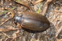 Colymbetes fuscus
