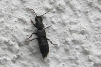 Ocypus aethiops