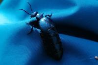 Meloe violaceus