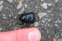 Anoplotrupes stercorosus