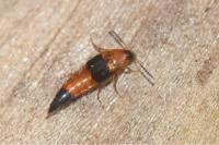 Lordithon lunulatus