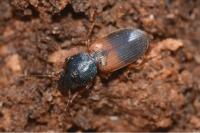 Gynandromorphus etruscus