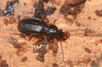 Stomis pumicatus