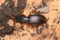Stomis pumicatus