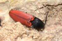 Ampedus rufipennis