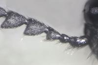 Ampedus rufipennis