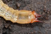 Pyrochroa coccinea