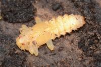 Pyrochroa coccinea